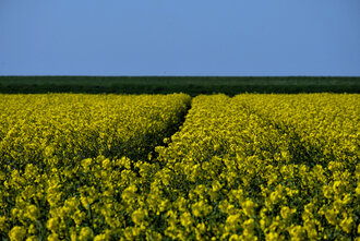 Bild: Rapsfeld und blauer Himmel