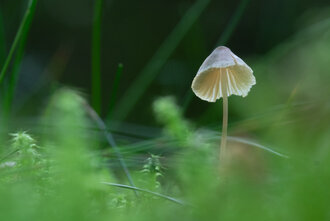 Bild: Pilz im Wald