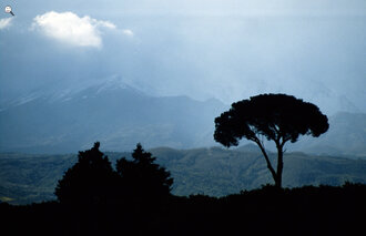 Bild: Baum vor dem Ätna (Vulkan auf Sizilien/Italien)
