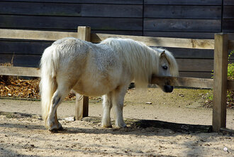 Bild: Shetlandpony (Allwetterzoo Münster)