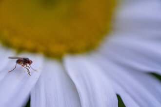 Bild: Kleine Fliege (ca. 4 mm lang)