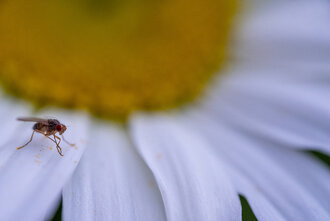 Bild: Kleine Fliege (ca. 4 mm lang)