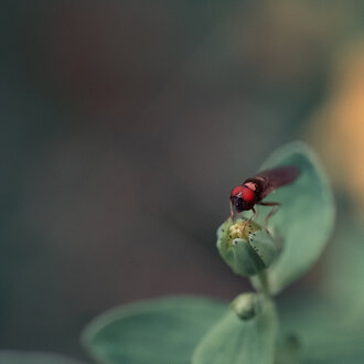 Bild: Fliege mit roten Augen