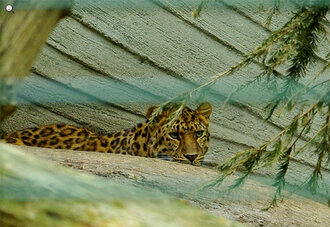 Bild: Leopard (Amur-Leopard, Zoo Dortmund)