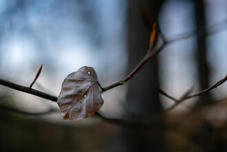 Bild: Einzelnes Blatt