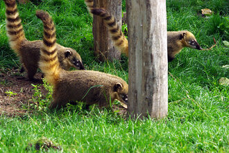 Bild: Nasenbären (Thüler Tierpark)