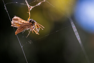 Bild: Wespe frisst eine Motte, die in einem Spinnennetz festhängt