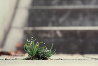 Bild: Kleine Pflanze in der Stadt