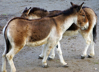 Bild: Kiang (auch Tibet-Wildesel genannt, Zoo Wuppertal)
