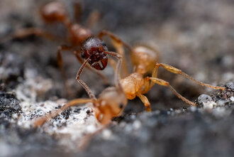 Bild: Kampf einer Ameise mit einer fremden Ameise