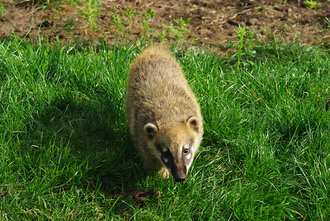 Bild: Nasenbär (Thüler Tierpark)