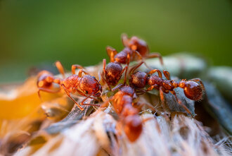 Bild: Ameisen an einer Löwenzahnblüte