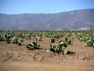 Bild: Kakteenplantage (Kalifornien, USA)