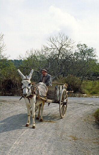 Bild: Mallorca: Alter Mann mit Esel
