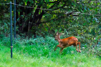 Bild: Reh im Garten am Waldrand