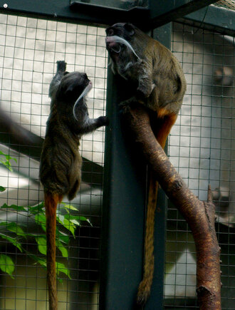 Bild: Kaiserschnurrbart (Zoo Dortmund)