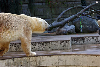 Bild: Eisbär (Zoo Wuppertal)