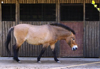 Bild: Przewalski-Pferd (Allwetterzoo Münster)