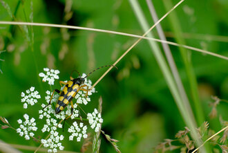 Bild: Gefleckter Schmalbock