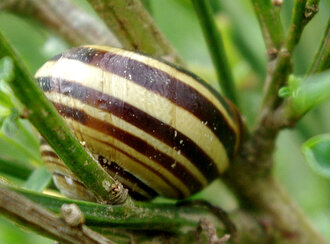 Bild: Schnecke im Ginsterstrauch