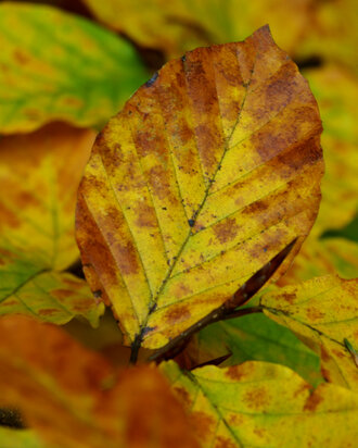 Bild: Herbstblätter