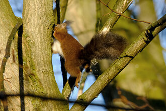Bild: Eichhörnchen springt