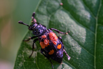 Bild: Aaskäfer: Schwarzhörniger- oder Schwarzfühleriger Totengräber (lateinisch Nicrophorus vespilloides) mit Milben auf dem Rücken