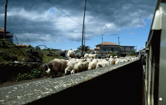 Bild: Schafherde auf Sizilien (Italien)