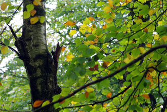 Bild: Birke (lat. Betula) im Herbst