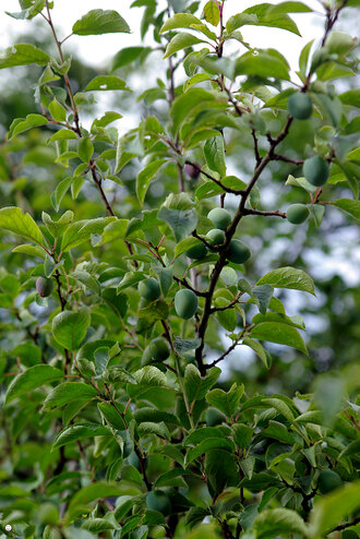 Bild: Pflaumenbaum (lat. Prunus domestica): unreife Pflaumen