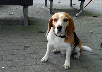 Bild: Hund: Beagle (britische Hunderasse)