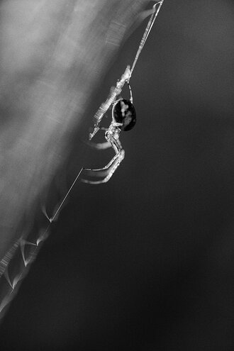 Bild: Kleine Spinne