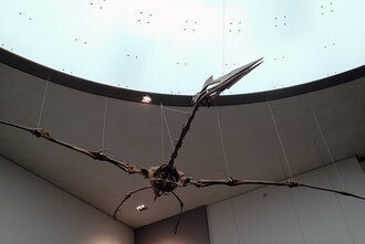 Bild: Riesenflugsaurier (auch Quetzalcoatlus genannt, Senckenberg Forschungsinstitut und Naturmuseum Frankfurt)