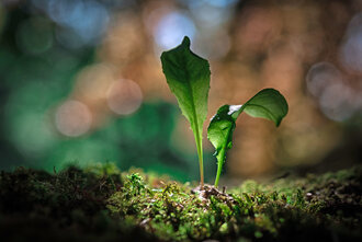 Bild: Kleine Pflanze im Wald