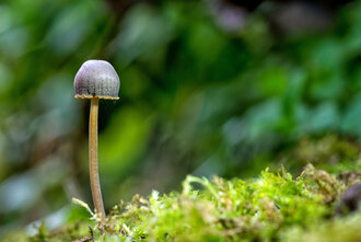 Bild: Kleiner Pilz