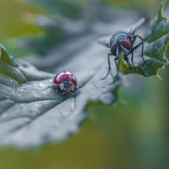 Bild: Marienkäfer und Fliege treffen sich auf einem Blatt