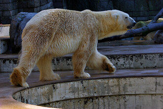 Bild: Eisbär (Zoo Wuppertal)