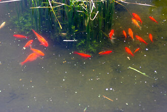 Bild: Goldfische (Thüler Tierpark)