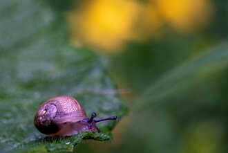 Bild: Kleine Schnecke (8 mm groß)