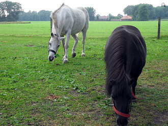 Bild: Ponys