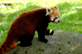 Bild: Kleiner Panda (Dortmunder Zoo)