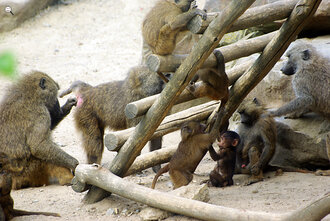 Bild: Paviane (Zoo Gelsenkirchen)