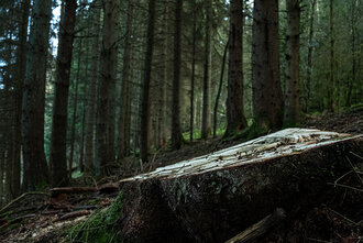 Bild: Baumstamm im Wald