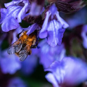 Bild: Dicke Hummel an einer lila Blüte