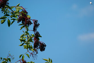 Bild: Schwarze Holunder (lat. Sambucus nigra) 