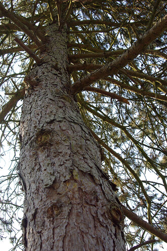 Bild: Schwarzkiefer (lat. Pinus nigra)