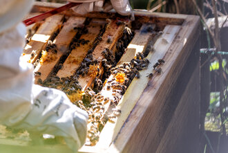 Bild: Imkerin an einem Bienenstock