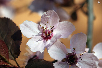 Bild: Japanische Blütenkirsche (lat. Prunus serrulata)