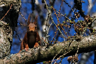 Bild: Eichhörnchen