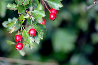 Bild: Früchte des Weißdorn (lat. Crataegus)